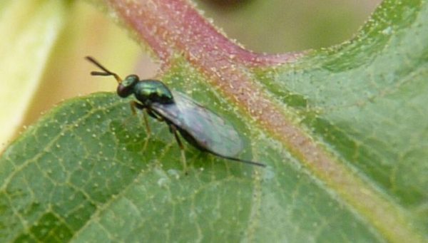 Torymus Sinensis, el parásito de la avispilla del castaño