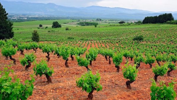 Viñedos en el Bierzo. / EBD