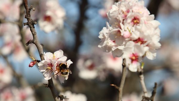 Primeros vestigios del inicio de la primavera en el Bierzo