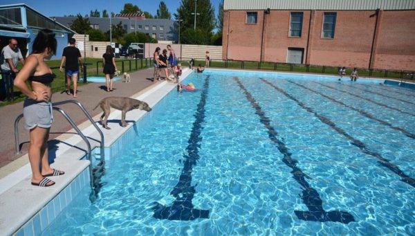 Día de las mascotas en las piscinas de Flores del Sil. / QUINITO