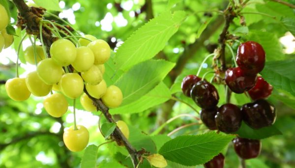 Cerezas con Marca de Garantía del Bierzo afectadas por abundantes lluvias de los últimos días. / C. Sánchez