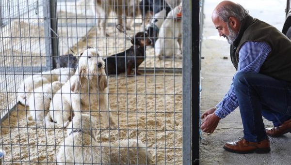 Feria de Perros de Caza de Camponaraya