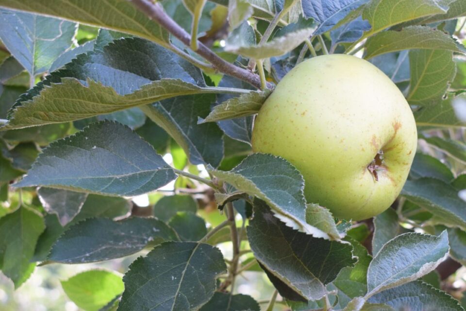 Manzana reineta. / EBD