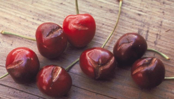 Cerezas afectadas por la mosca del cerezo