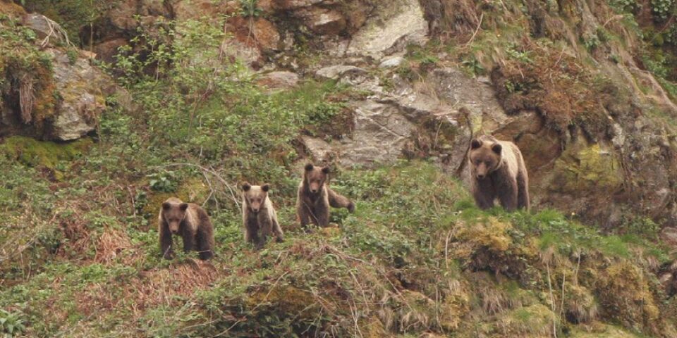 Familia de osos