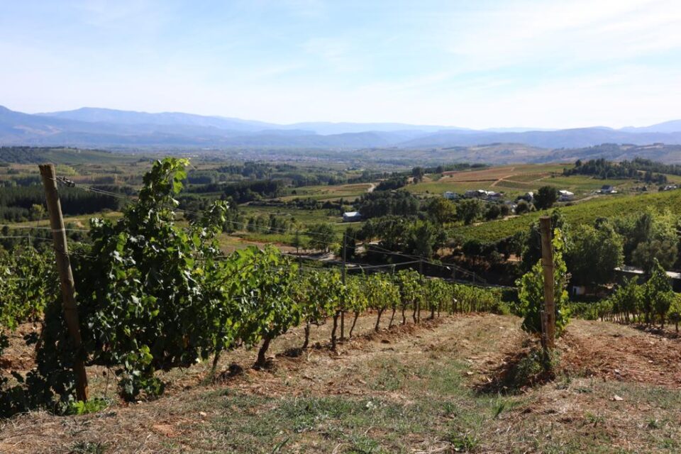 viñas del bierzo