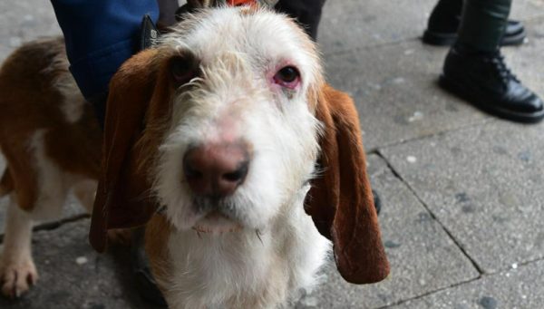 Perro del albergue municipal de Ponferrada. / QUINITO