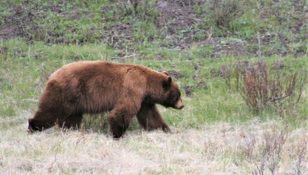 Ejemplar de oso pardo. / ULE