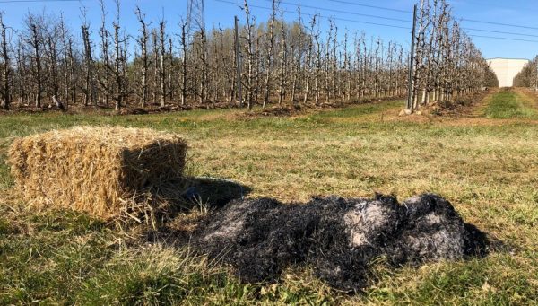 Restos de una quema de pacas de paja para combatir las heladas en una finca de frutales del Bierzo