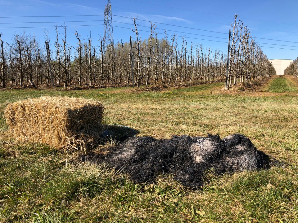 Restos de una quema de pacas de paja para combatir las heladas en una finca de frutales del Bierzo