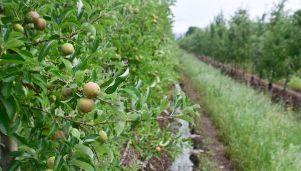 Frutales en el Bierzo. / QUINITO