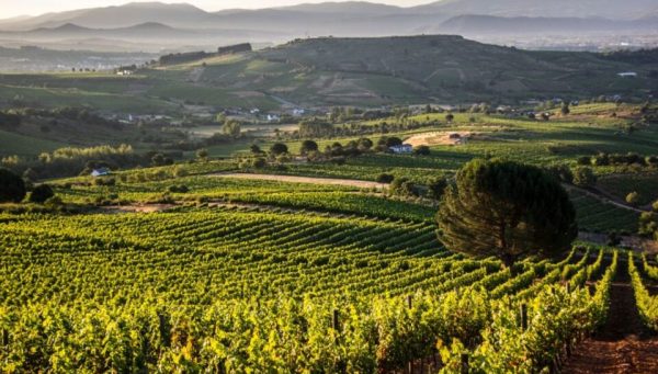 Viñas del Bierzo