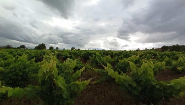 César Sánchez / ICAL . Día de lluvias en los viñedos de la D. O. Bierzo