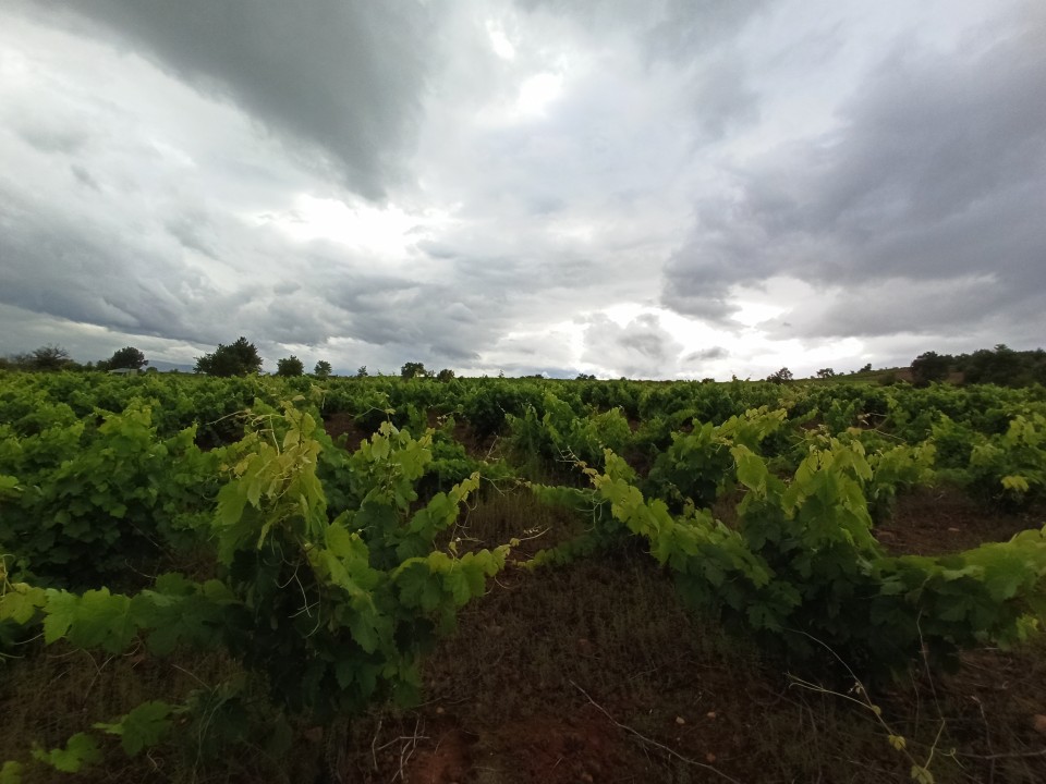 César Sánchez / ICAL . Día de lluvias en los viñedos de la D. O. Bierzo