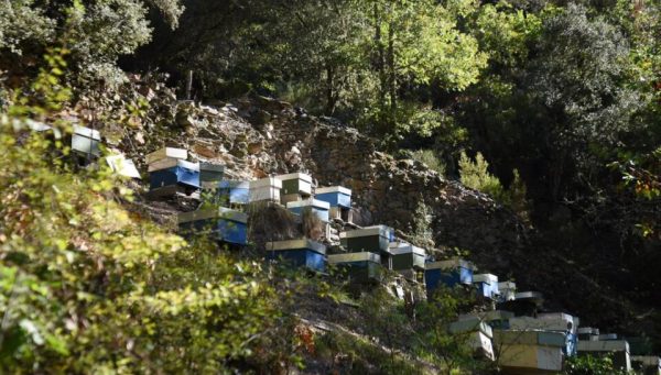 Colmenas en el Bierzo