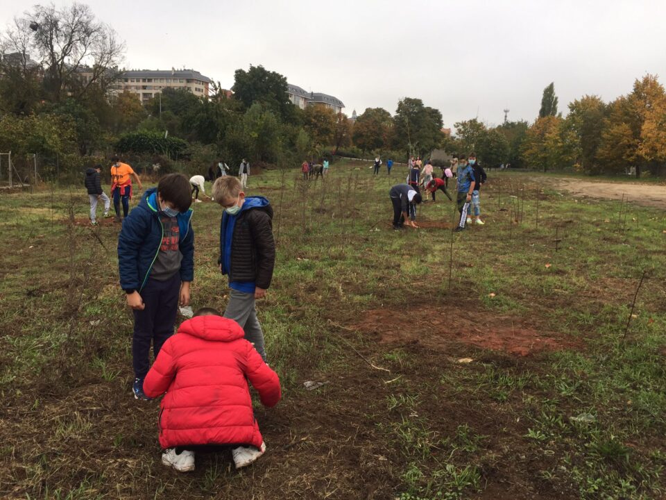 Plantaciones participativas