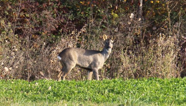 Un corzo en un prado del municipio de Ponferrada