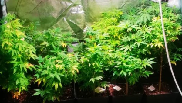 Detenido por cultivar marihuana en Ponferrada