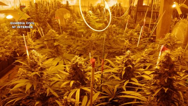 Detenido en un hombre por cultivar en su domicilio de Villacuende (Palencia) 456 plantas de marihuana