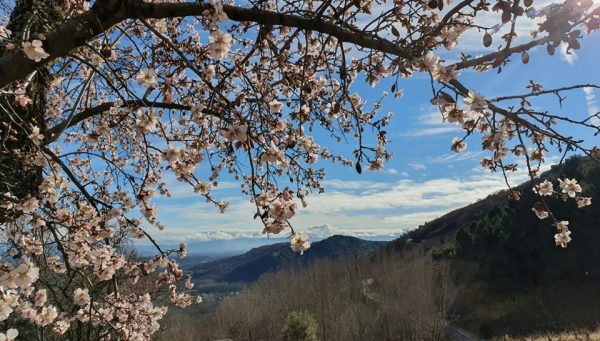 Almendros en flor en Corullón / Turismo de Corullón