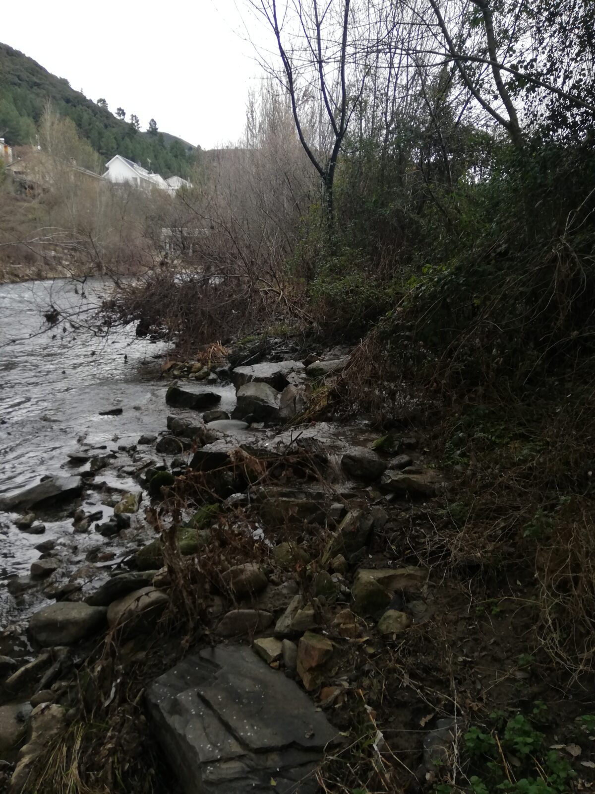 Aguas residuales en el río Burbia / EBD