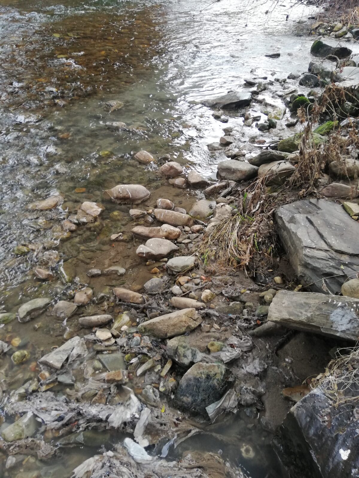 Aguas residuales en el río Burbia / EBD