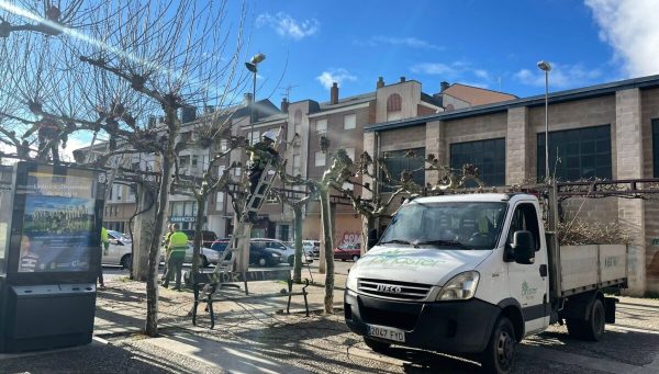 Poda de árboles en Ponferrada