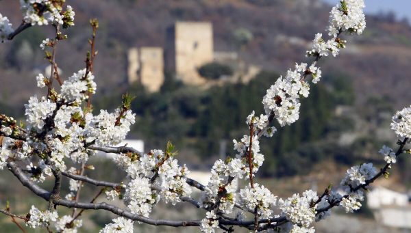 César Sánchez / ICAL . La localidad de Corullón (León), llamada 'El Jerte berciano', debido a su gran cantidad de cerezos en flor