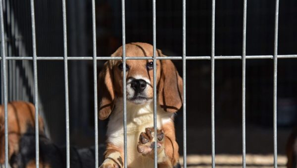 Feria del Perro de Caza de Camponaraya. / QUINITO