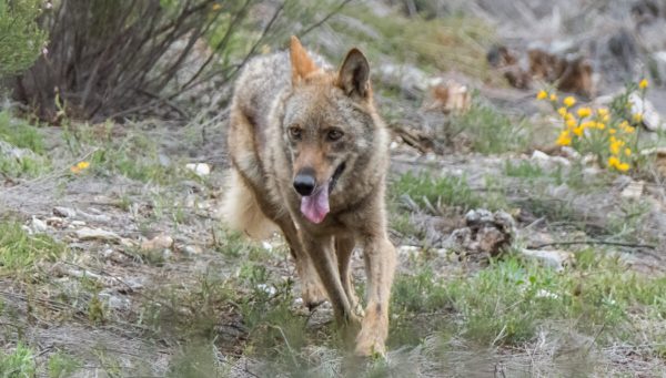 Ejemplar de lobo ibérico