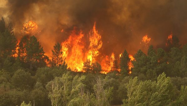 Incendio forestal