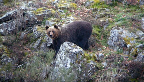 Oso Pardo