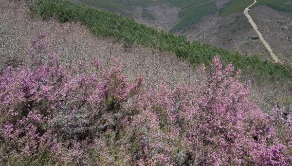 Área de restauración del proyecto SUPERB en el Bierzo