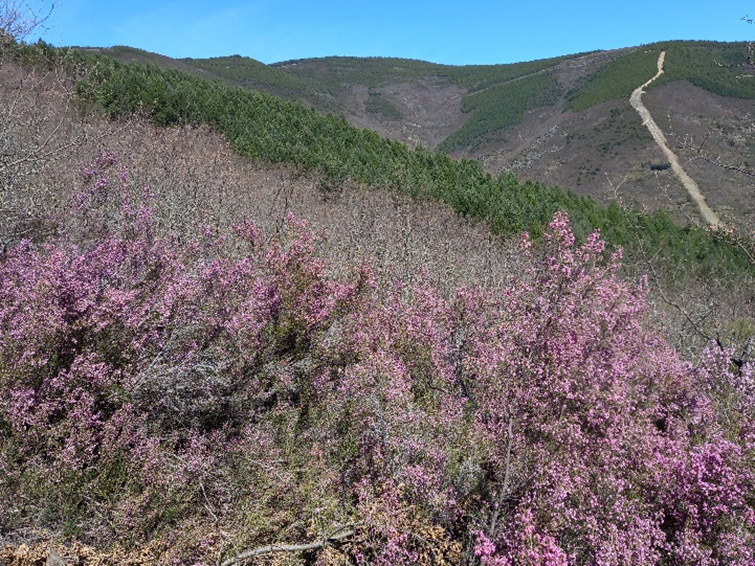 Área de restauración del proyecto SUPERB en el Bierzo