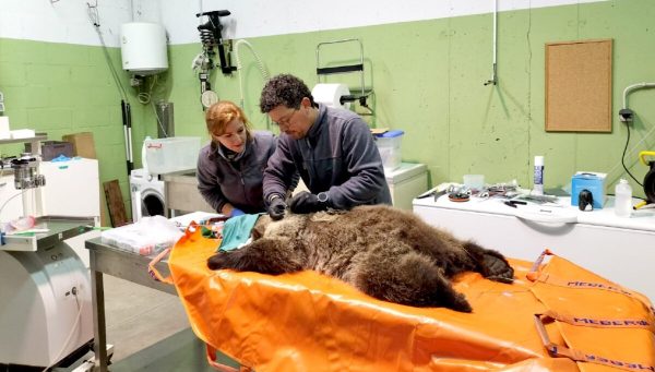 El equipo del servicio Veterinario de la Junta atiende al osezno de Igüeña