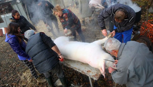 Matanza tradicional en el Bierzo