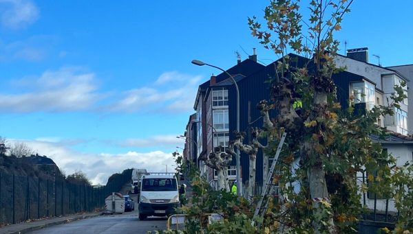 Poda de árboles en Ponferrada