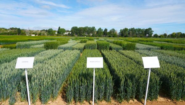 Variedades de cereal de los ensayos agrarios del Itacyl