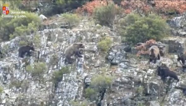 Osos en el Alto Sil