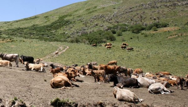 Ganado en el Valle de Fasgarón en Murias de Paredes