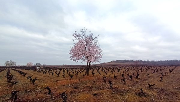 Un almendro florece en medio de una viña en la comarca del Bierzo