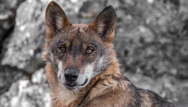 Lobo ibérico