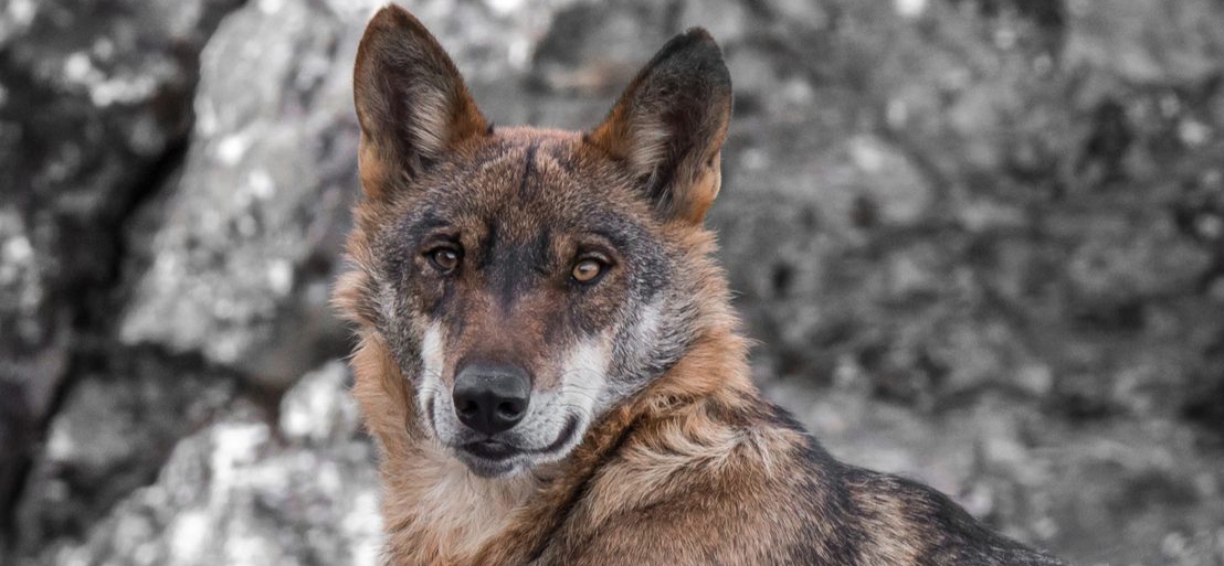 Lobo ibérico