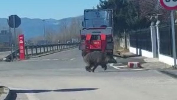 Jabalí en la ITV de Ponferrada