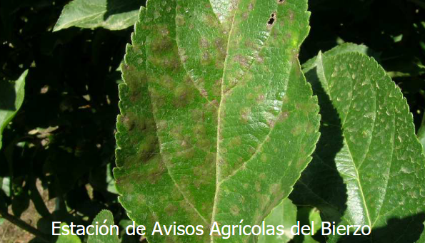 Hoja de manzano afectada por moteado. / Estación de Avisos Agrícolas del Bierzo