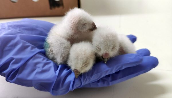 Aves rapaces en un centro de recuperación de animales silvestres (CRAS) de Castilla y León