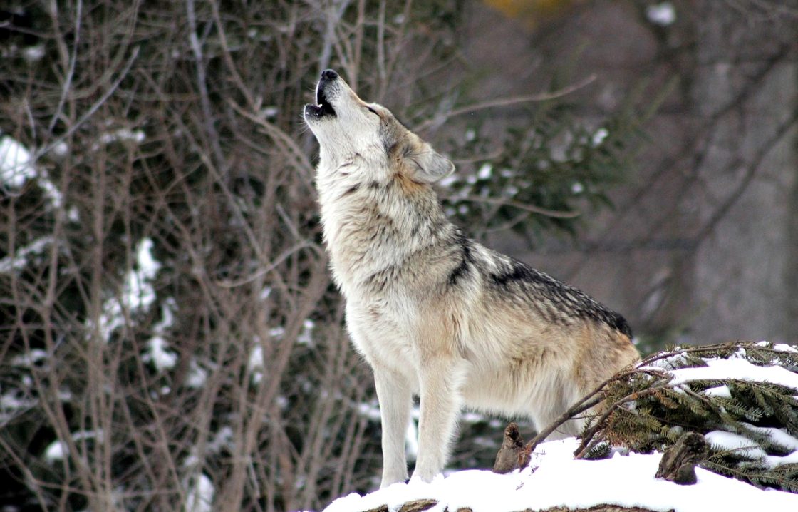 Lobo Ibérico