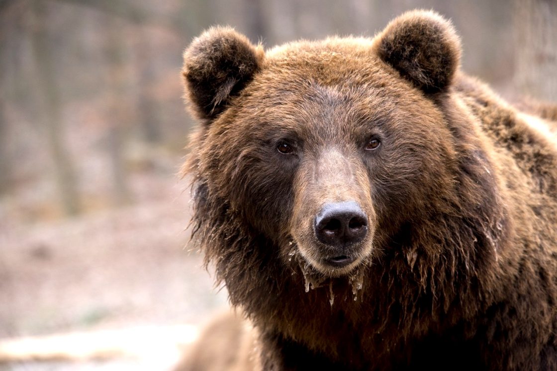 Oso pardo cantábrico.