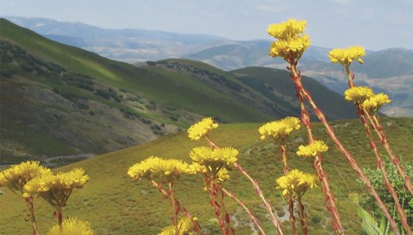 Plantas del Bierzo