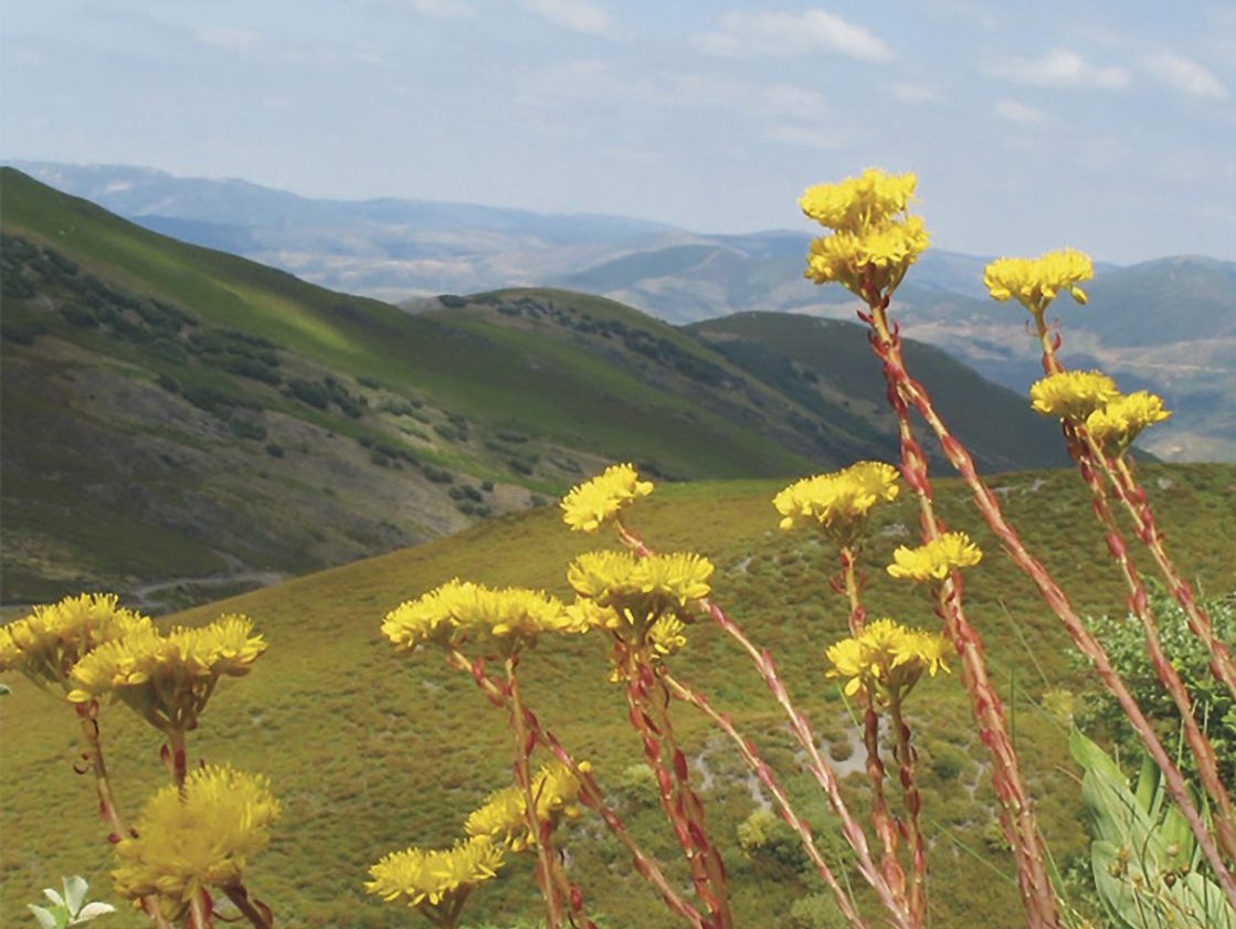 Plantas del Bierzo